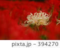 紅白