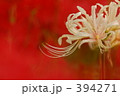 紅白