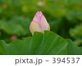 蓮