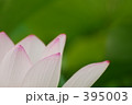 蓮