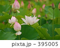 蓮