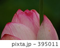 蓮