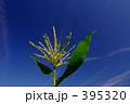 青空とトウモロコシ畑