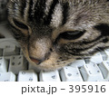 キーボードを枕に キーボードを枕に