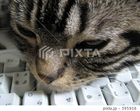 キーボードを枕に