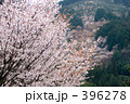 山桜