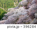 さくら春日和