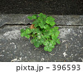 植物