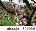 2005札幌市平岡公園の梅林