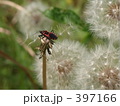 ナカグロアカサシガメ