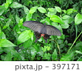 クロアゲハ雌