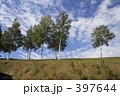白樺と青空