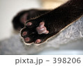 アメショの肉球 アメショの肉球