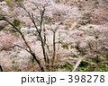 桜襲
