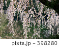 しだれ桜