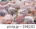 春満開