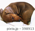 眠るダックスフンド　茶