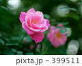 薔薇　シンプリシティ