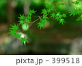 緑のモミジ