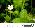 小さな花