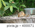 リスです。