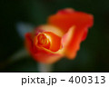 薔薇　ダンネフランク