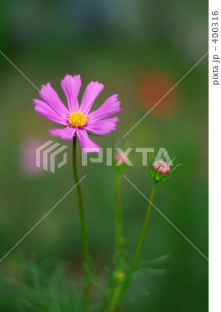 秋桜 秋桜