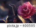 山茶花