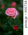 薔薇 チェリッシュ