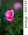 薔薇　ジーンボーナー