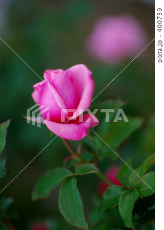 薔薇　ジーンボーナー