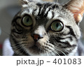 睨めっこにゃ