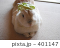 キャベツうさぎ