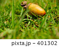 どんぐり