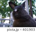 うさぎ