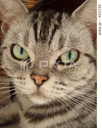 「じーっとねこ」の写真素材