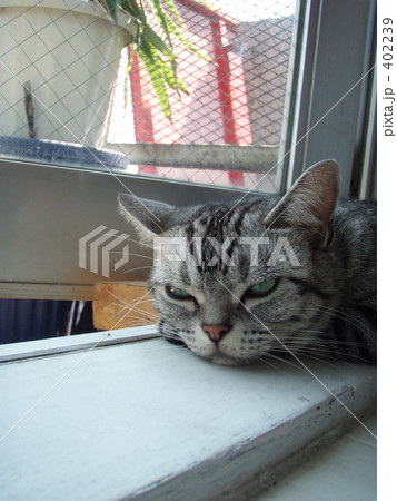 「まったりねこ」の写真素材 「まったりねこ」の写真素材