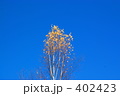 秋晴れと紅葉