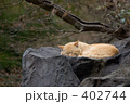 春の夢