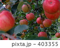 木になるりんご