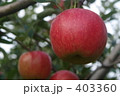 木になるりんご