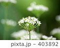 ニラの花