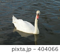 白鳥