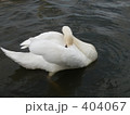 白鳥