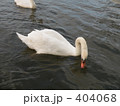白鳥