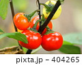 ソラナムセンセイション