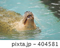 アザラシ