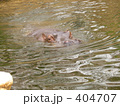 カバ　水中遊泳