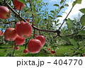 "青森のりんご"２００８年産