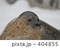 アザラシ